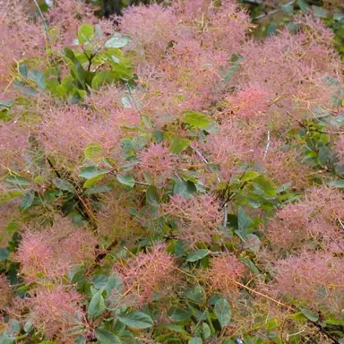 cotinus-coggygria-1