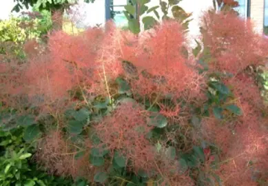 cotinus-red-spirit-