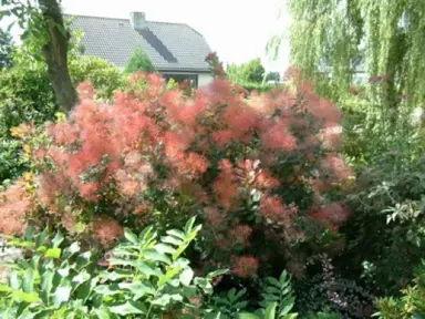 cotinus-red-spirit-1