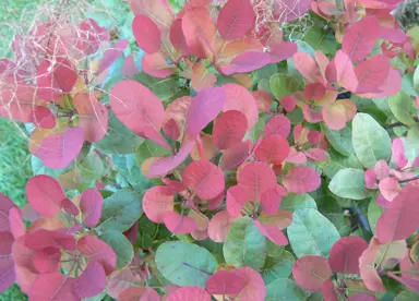 cotinus-red-spirit-2