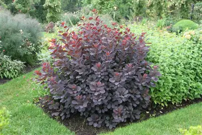 cotinus-velvet-cloak-