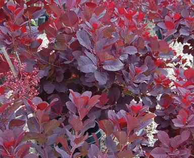 cotinus-velvet-cloak-1