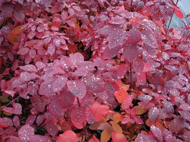 cotinus-grace-1