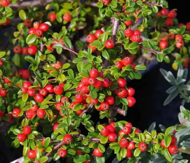 Cotoneaster 'Royal Beauty' plant with red berries.