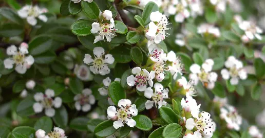 Cotoneaster 'Skogholm' white flowers and dark green foliage.