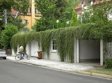 Cotoneaster 'Skogholm' trailling over a wall.