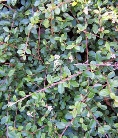 cotoneaster-horizontalis-