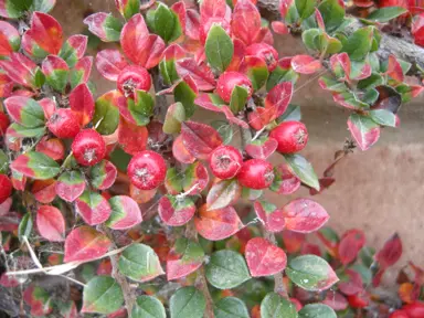 cotoneaster-horizontalis-1