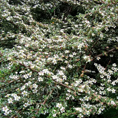 cotoneaster-microphyllus-