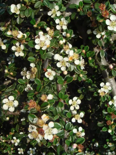 cotoneaster-microphyllus-1