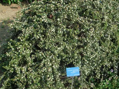 cotoneaster-microphyllus-2