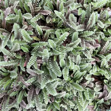 Cotula pusilla brown and green foliage.