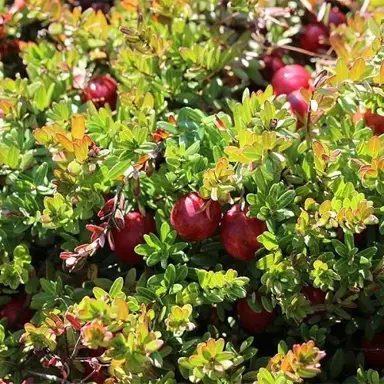 Cranberry 'Bergman' plant with green foliage and red berries.