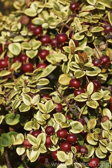 Cranberry 'Sungold' plant with variegated leaves.