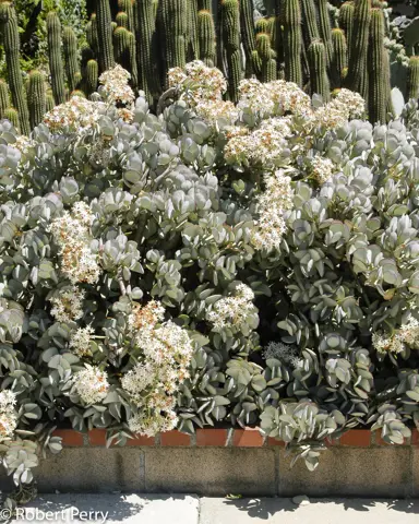 crassula-arborescens-1