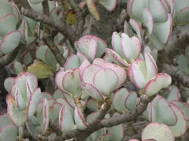 crassula-arborescens-2