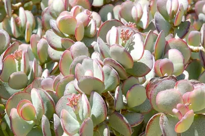 crassula-arborescens-3