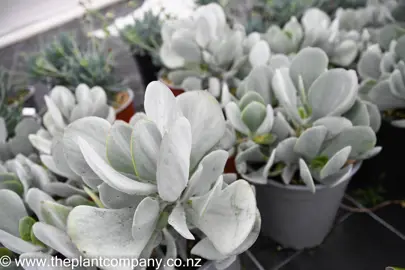 crassula-arborescens-4