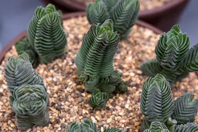 Crassula 'Buddhas Temple' plants.