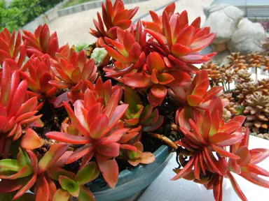 Crassula capitella 'Campfire' plant.