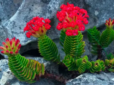 Crassula coccinea plant.