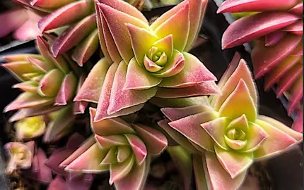 Crassula corymbulosa plant with purple-green leaves.