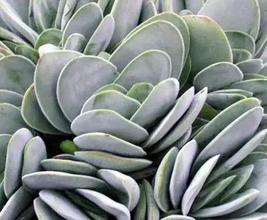 Crassula 'Dubia' plant.