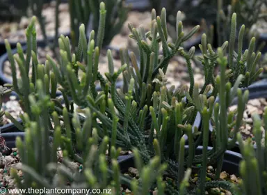 crassula-lycopodioides--1