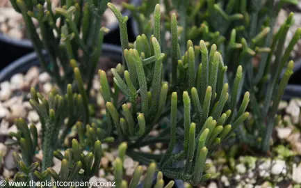 crassula-lycopodioides-