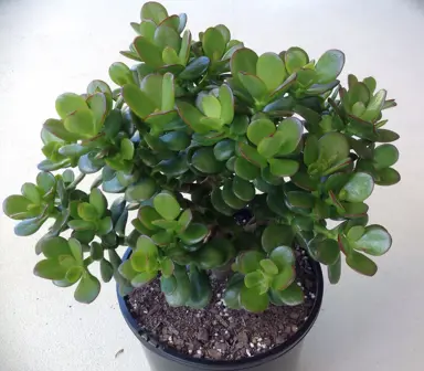 crassula-minima--1