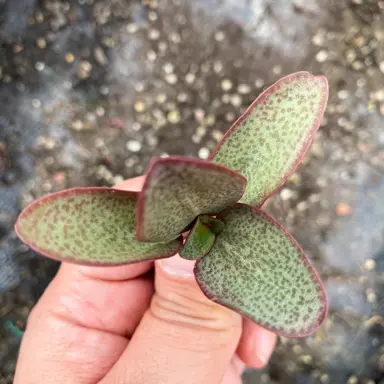 Crassula multicava 'Purple Dragon' plant.