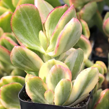 Crassula ovata Tricolor plant.