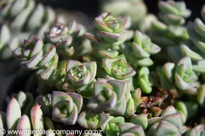 crassula-perforata-