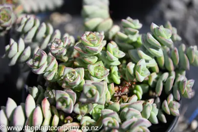 crassula-perforata-1