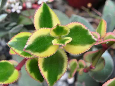 Crassula sarmentosa Comet plant with colourful foliage.