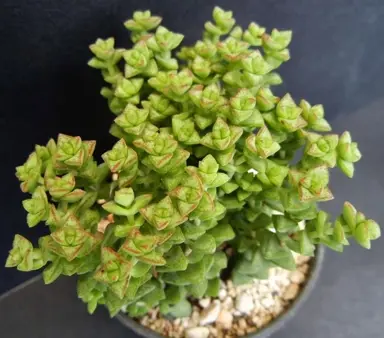 Crassula 'Tom Thumb' plant.