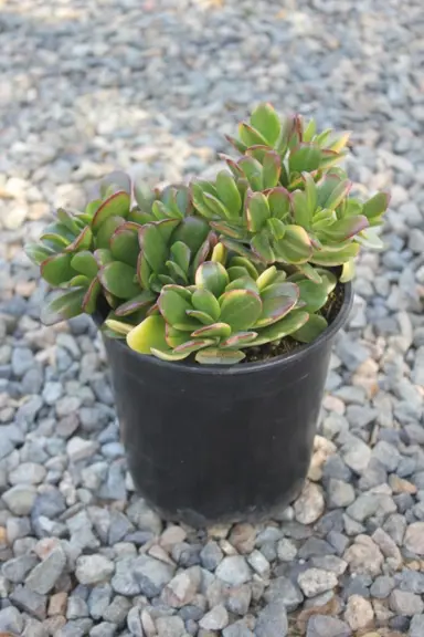 crassula-argentea-