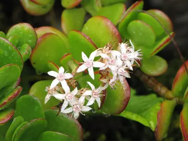 crassula-argentea-1