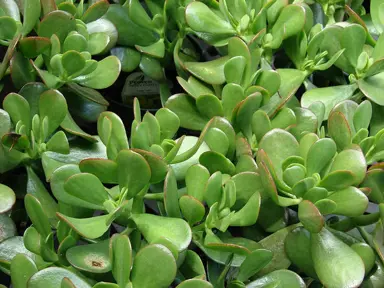 crassula-argentea-3