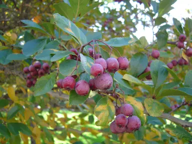 crataegus-crus-galli-