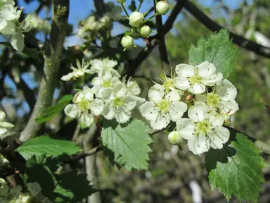 crataegus-crus-galli-1