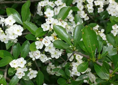 crataegus-crus-galli-3