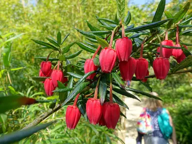 Crinodendron hookerianum plant with red flowers.