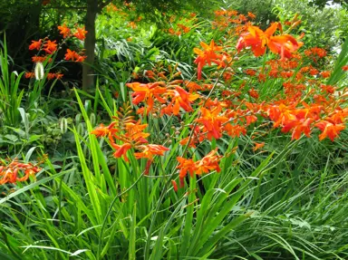 crocosmia-crocosmiiflora-