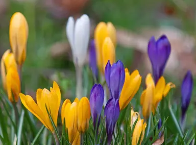 crocus-mixed-species-1