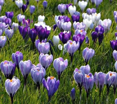 crocus-mixed-species-3