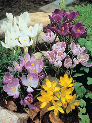 crocus-mixture-