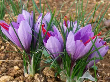 crocus-sativus-2