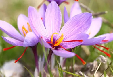 crocus-sativus-3