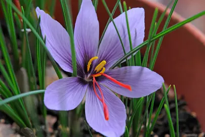 crocus-sativus-5